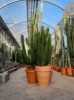 Size: Specimen 4,  Plants Available: Pachypodium lamerei 'Madagascan Palm'
