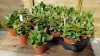 Size: Specimen 9,  Plants Available: Crassula ovata 'Money Plant'