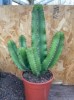 Size: Specimen 12,  Plants Available: Euphorbia erytrea
