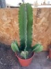 Size: Specimen 15,  Plants Available: Euphorbia ingens