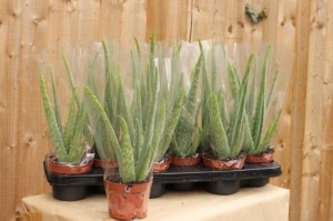 10.5cm Aloe Vera (10)