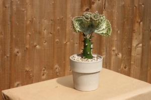 12cm Pot with Fan Plant (6)