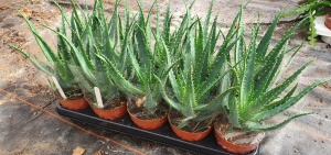 12cm Aloe Arborescens (10)