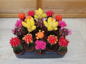 5.5cm Grafted Cacti (20)