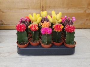 5.5cm Grafted Cacti (20)