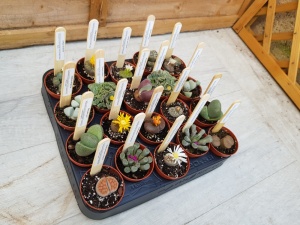 5.5cm Lithop (20)