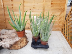 12cm Aloe Vera (8)