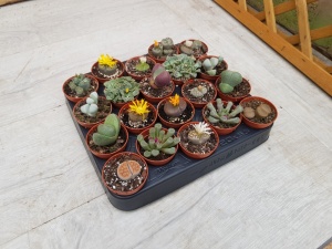 5.5cm Lithop (20)