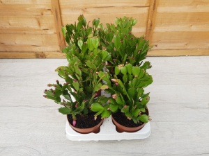 12cm Schlumbergera 'Christmas Cacti' (6)