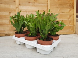 12cm Schlumbergera 'Christmas Cacti' (6)