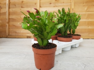 12cm Schlumbergera 'Christmas Cacti' (6)