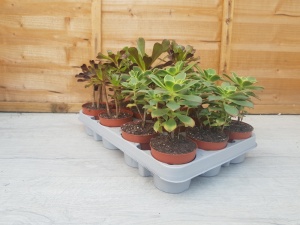 8.5cm Aeonium (12)