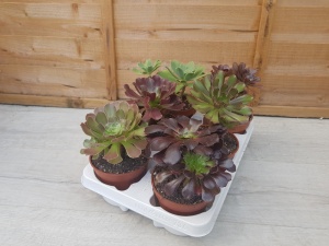 12cm Aeonium (6)