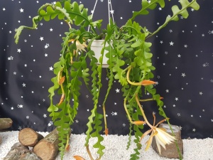 Hanging Special (1)