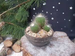 Mammillaria ''Un Pico'' Specimen