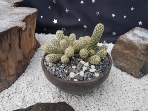Mammillaria elongata Specimen