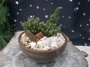 Opuntia ''tuna'' Specimen