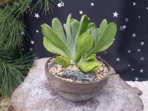 Kalanchoe oricula Specimen