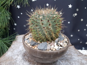 Notocactus buiningii Specimen