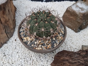 Gymnocalycium saglionis Specimen