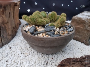 Hildewintera aureispina f. cristata Specimen