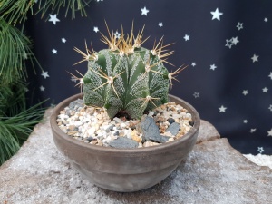 Astrophytum ornatum Specimen
