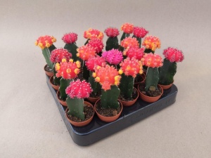 5.5cm Grafted Cacti (20)
