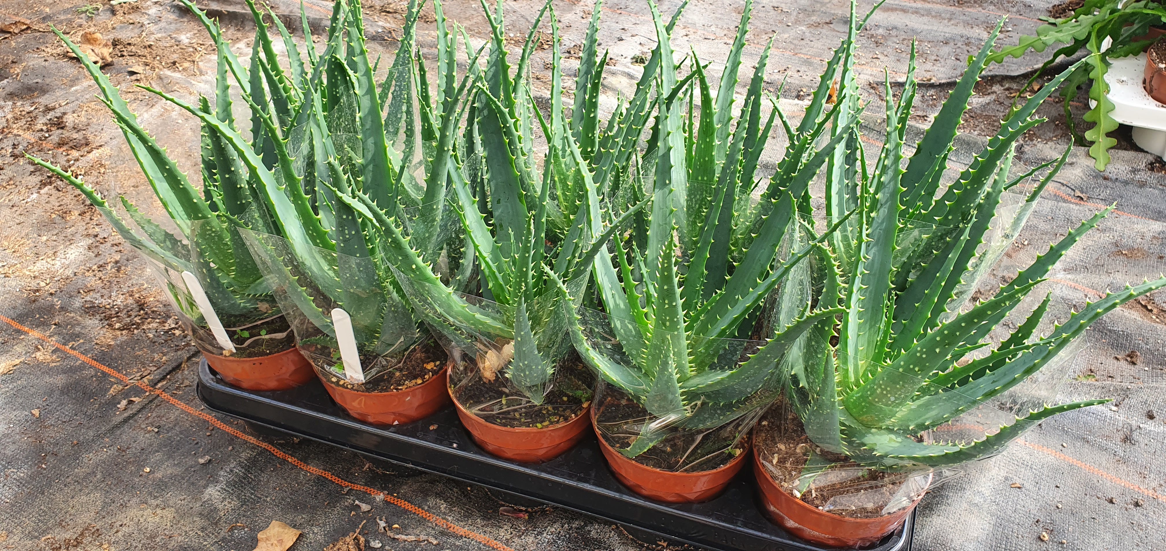 Aloe Arborescens (10) - pughs-cacti.co.uk