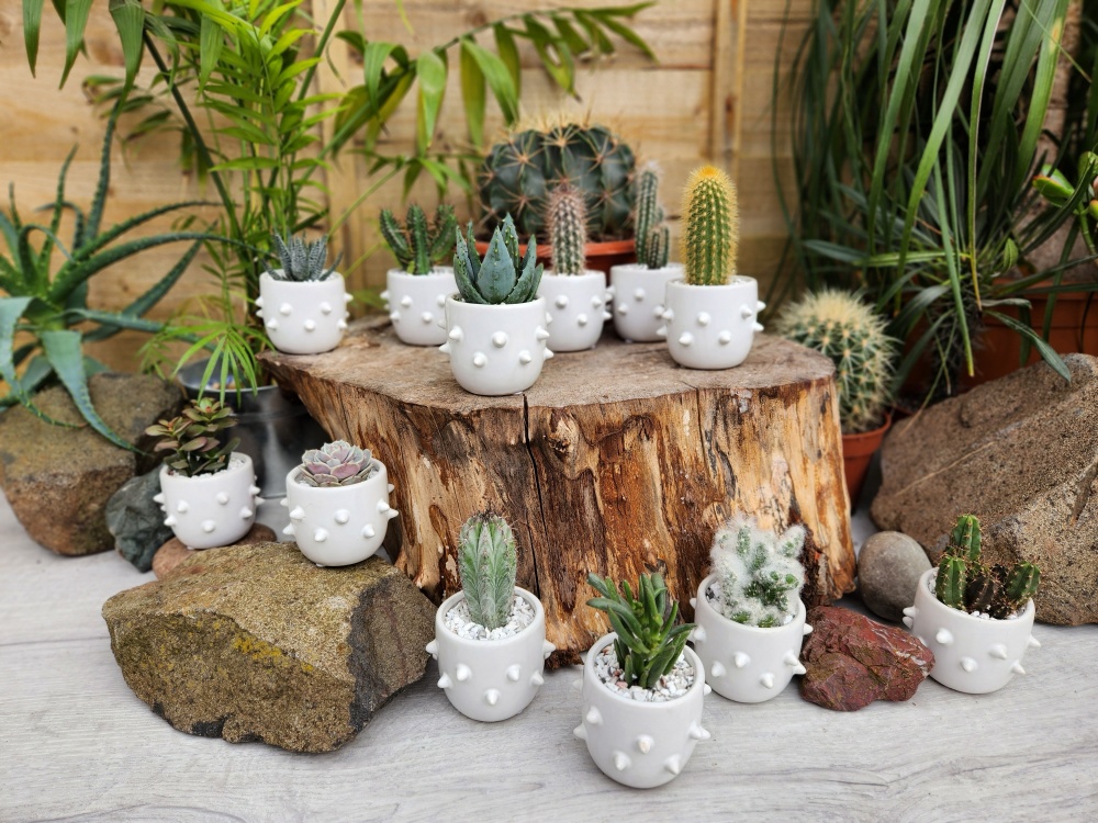 5.5cm Spikey Pot with Plant (12)