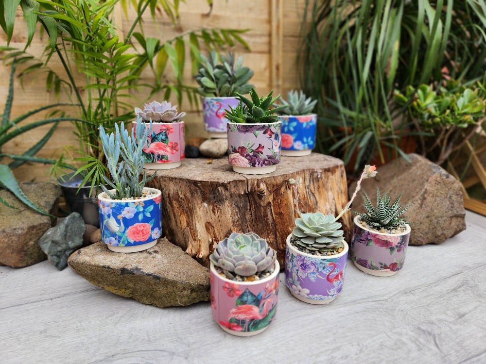 8.5cm Exotic Bird Pot with Plant (8)