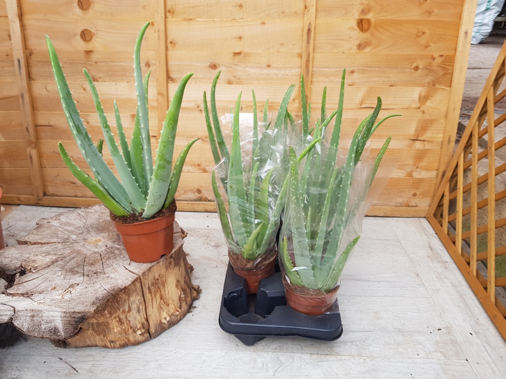 12cm Aloe Vera (8)