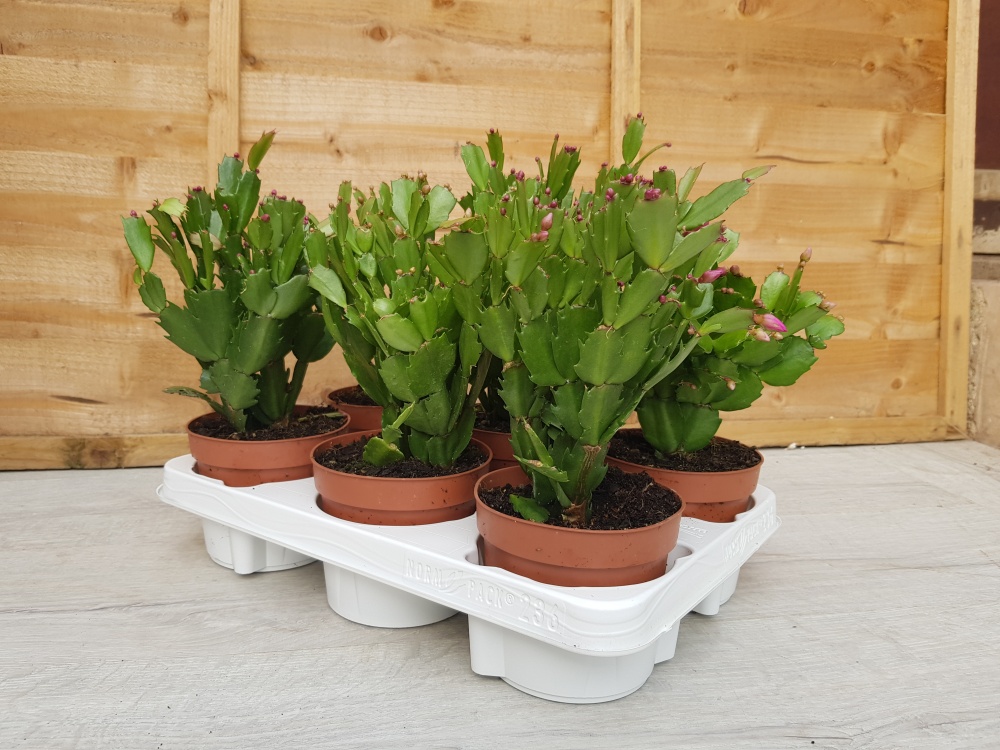 12cm Schlumbergera 'Christmas Cacti' (6)