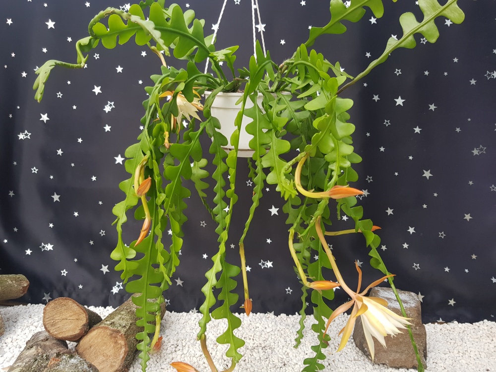 Hanging Special (1)