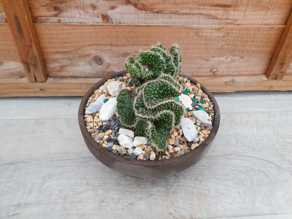 Opuntia cylindrica minor cristata Specimen - UK specialist wholesaler of  Cacti & Succculents