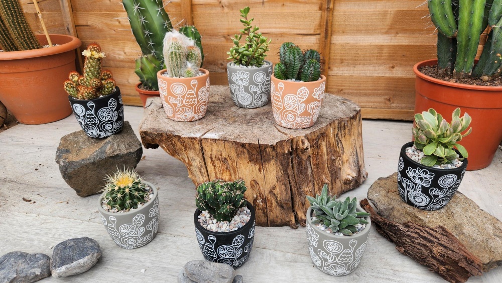 8.5cm Spring Pot with Plant (8) - UK specialist wholesaler of Cacti ...