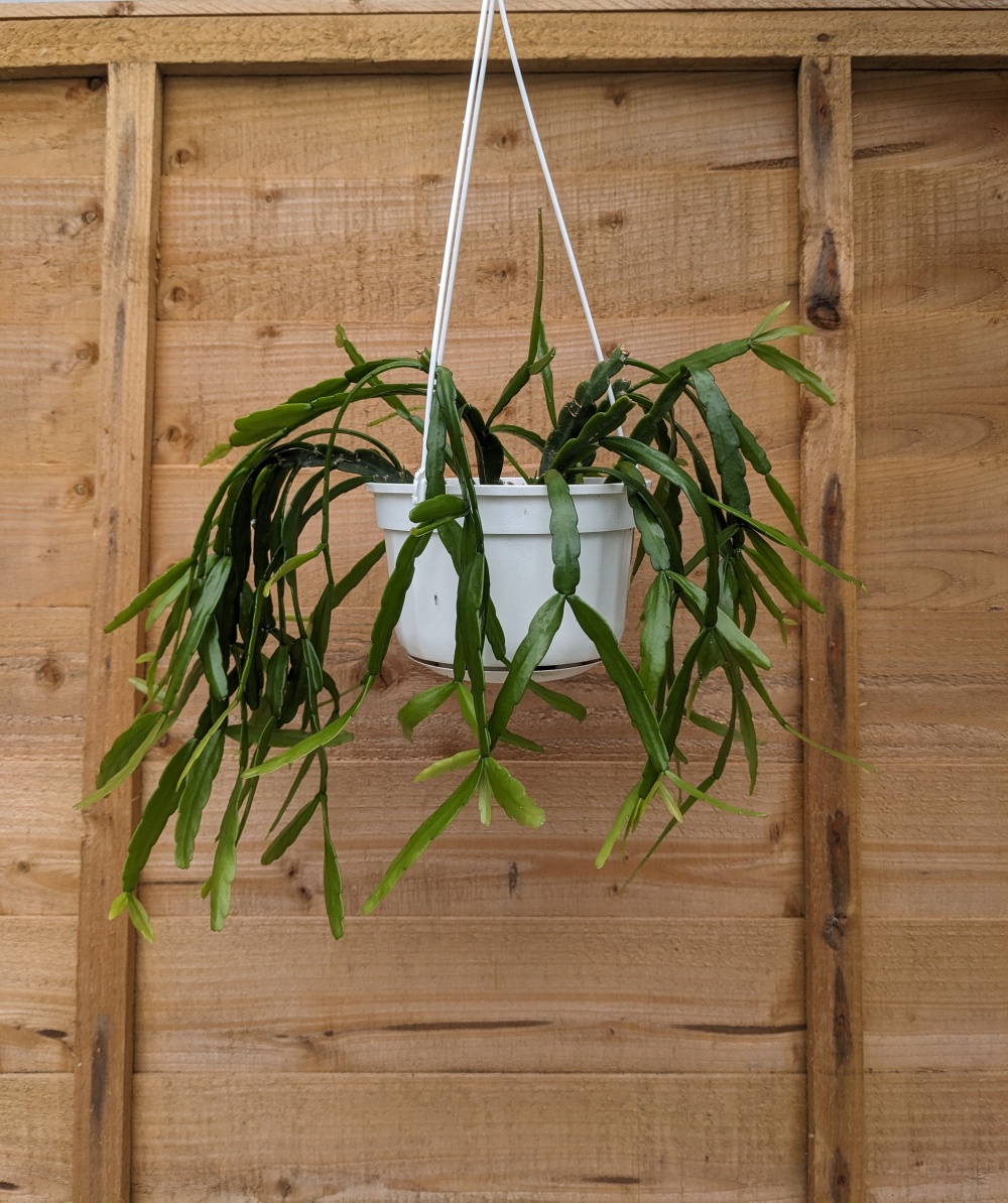 Hanging (1)