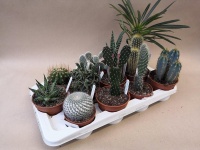 12cm Cacti & Succulent (12)