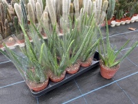 12cm Aloe Arborescens (10)