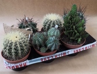 15cm Cacti (6)