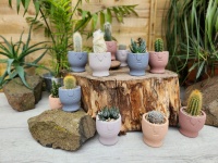 5.5cm Egg Cup Pot with Plant (12)
