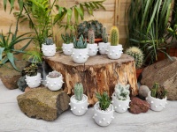 5.5cm Spikey Pot with Plant (12)